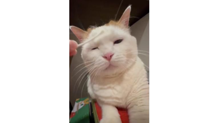 綿棒と猫