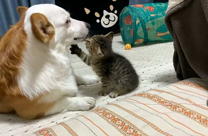 子猫と遊ぶ犬