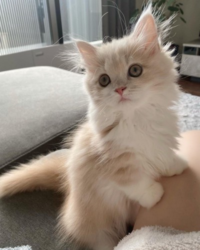 足元にくる猫