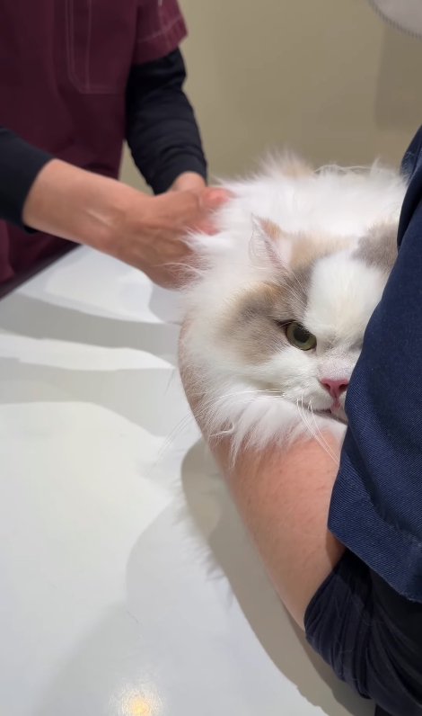 お尻に注射されている片目が隠れた猫(ややカメラ目線)