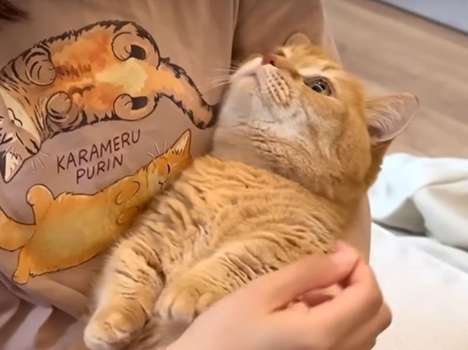 抱かれる猫