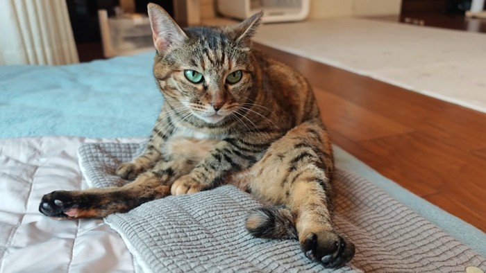 リラックスしたりんちゃん