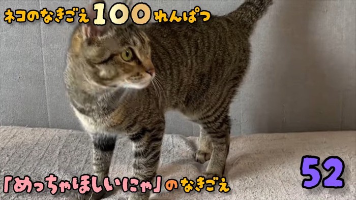 振り返る猫