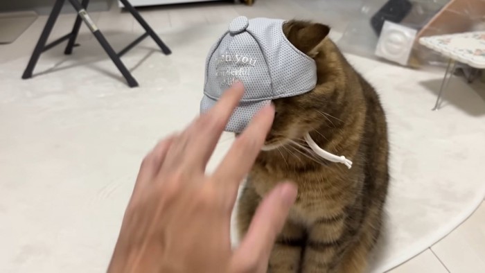 帽子から片耳だけ出ている猫