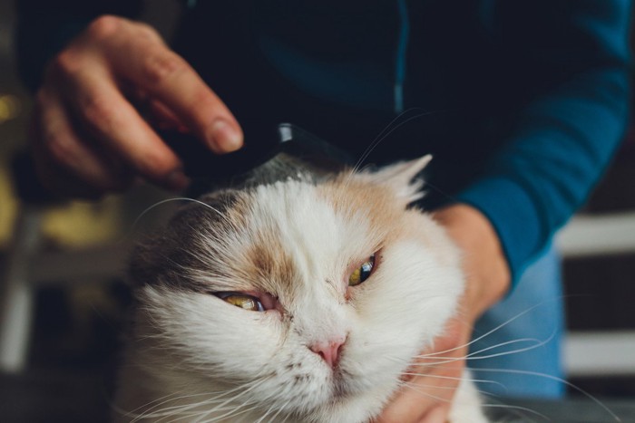 頭をブラッシングしてもらう猫