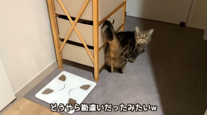 家の中で歩いている猫