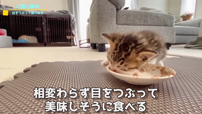 ごはん中の子猫