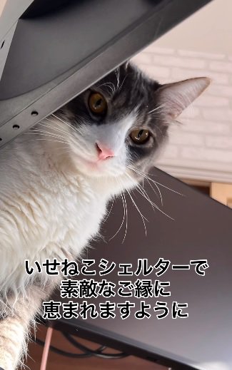 シュッとした猫