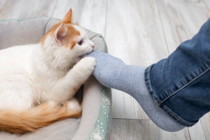 立派な猫の犬歯