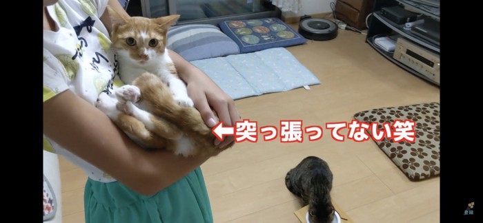 おとなしく抱っこされている猫