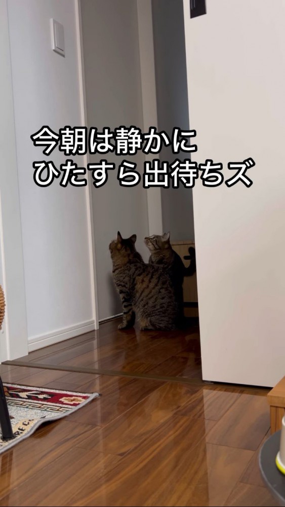 パパの部屋の前で出待ちする2匹のキジトラ猫