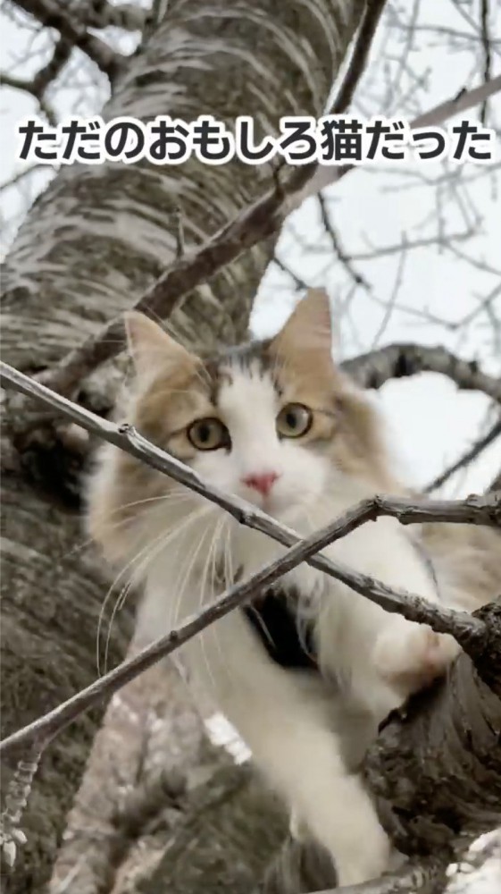 木から落ちそうになる猫