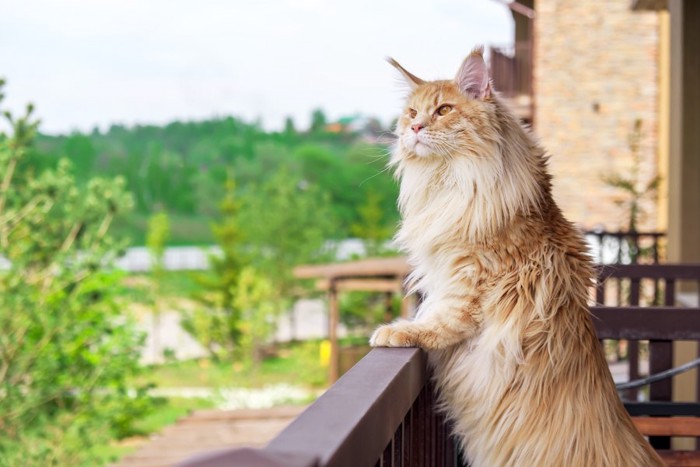 立ち上がってベランダから外を覗く猫