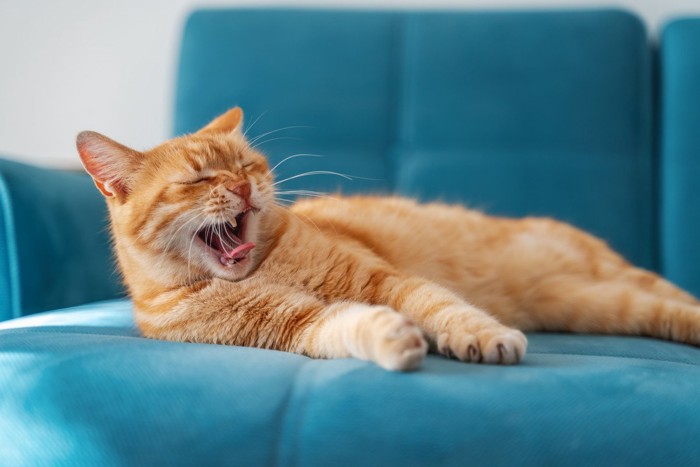 あくびする猫