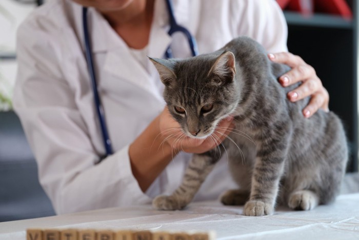 病院で診察を受ける猫