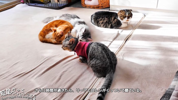 カメラの手前にいる服を着た猫