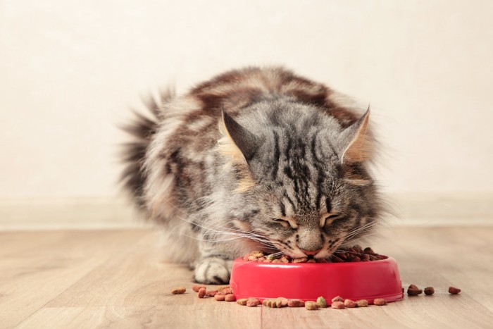 食事をする猫