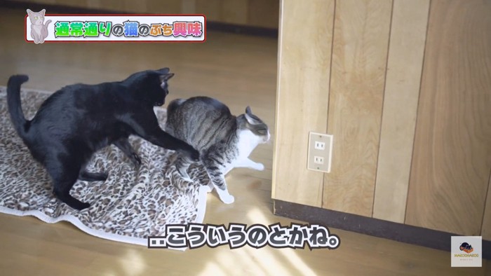 黒猫にじゃれかかられるキジシロ