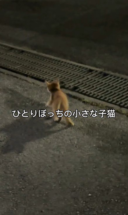 1匹の子猫