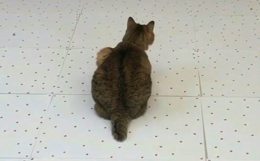 背を向ける猫