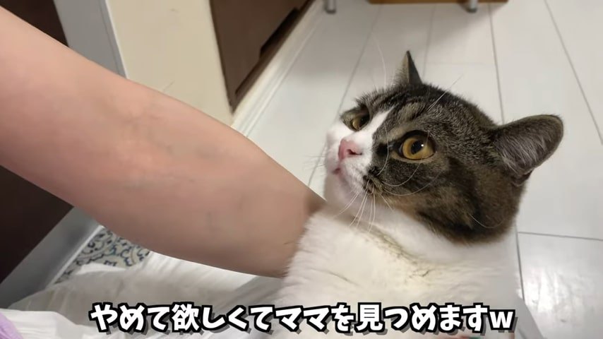 上を見る猫