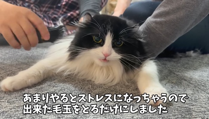 トリミング中