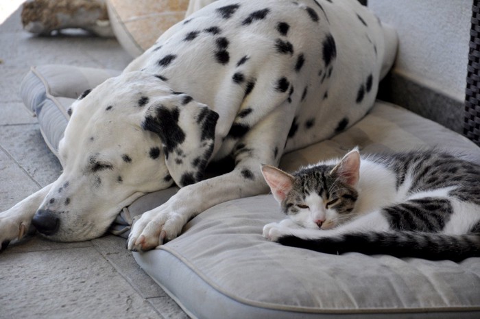 同じマットで眠るダルメシアン犬と猫