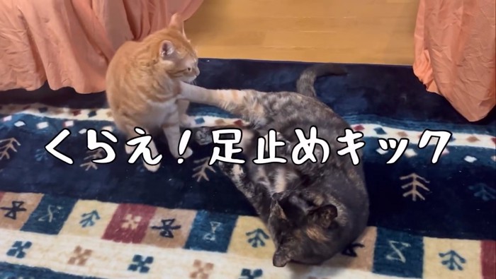 横になって猫を蹴る猫