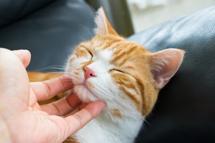 顎を撫でられる猫