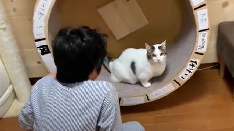 子供を見つめる猫