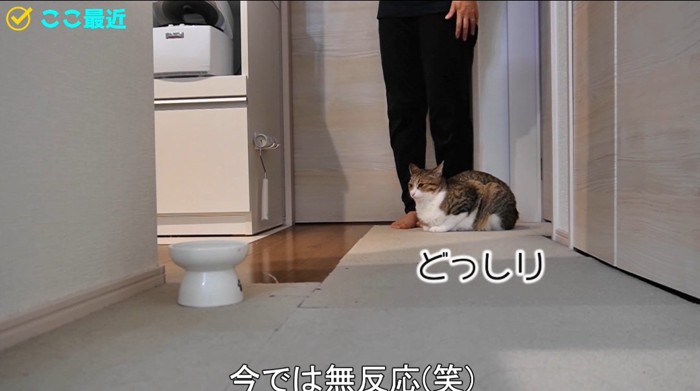 香箱座りの猫