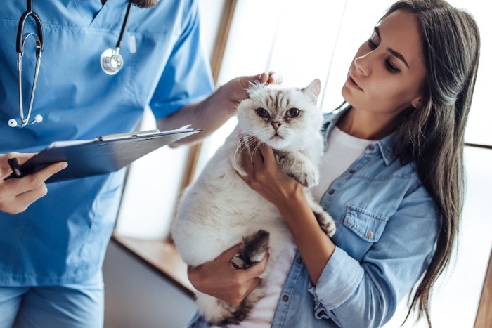 飼い主に抱っこされた猫を診る獣医師