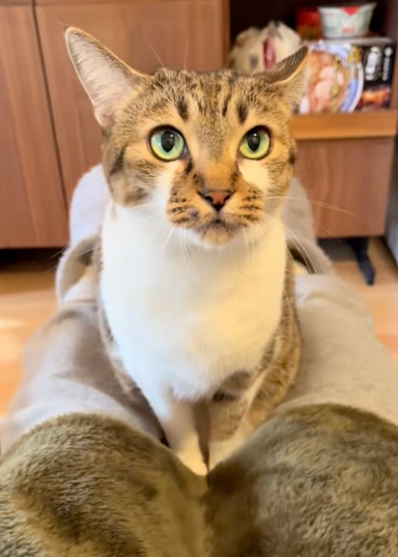 見開く猫