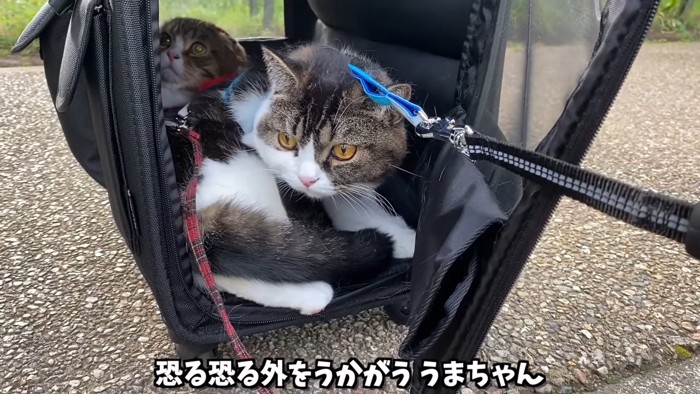 キャリーバッグの中から外を見る猫