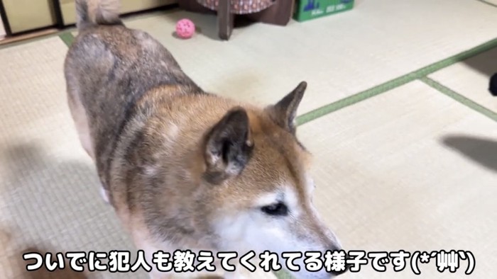 部屋の中で過ごす犬