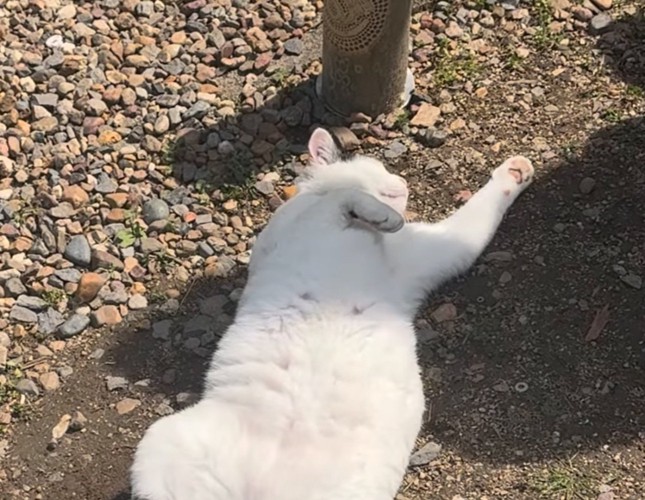 動きません