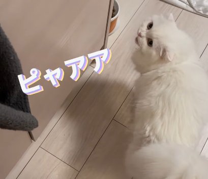 左上を見る猫（ピャアア）