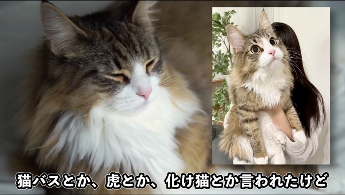 飼い主に炊き抱えられる巨大な子猫