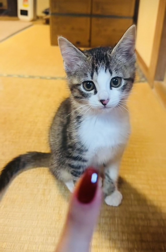 畳の上に座ってママの手を見る子猫