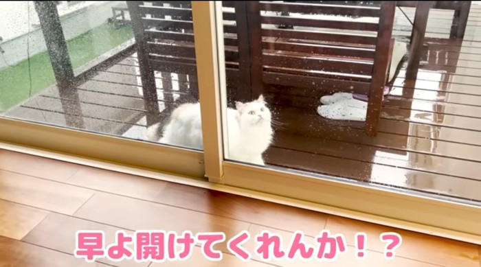 助けを求める猫