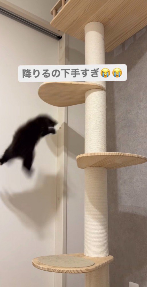 手を離してしまった子猫