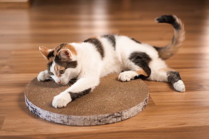 爪とぎする猫