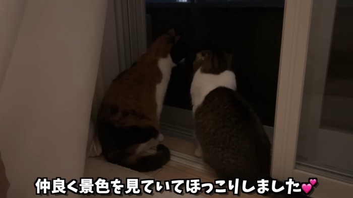 並んで外を見る2匹の猫