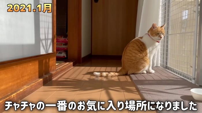 外を眺める猫