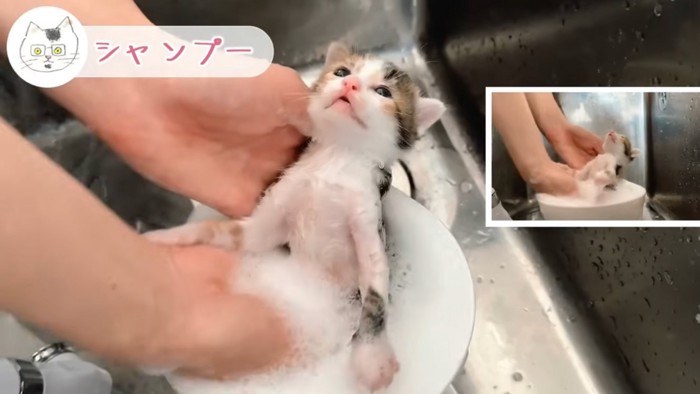 洗われる三毛猫