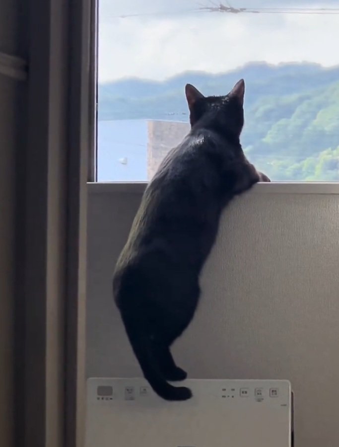 見上げる猫
