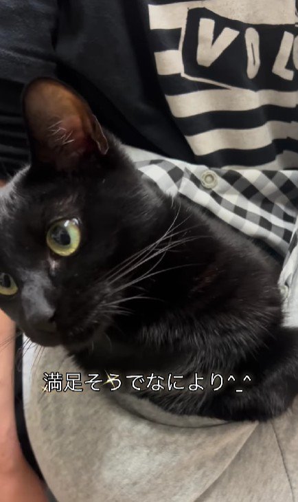 抱っこ紐に入った猫