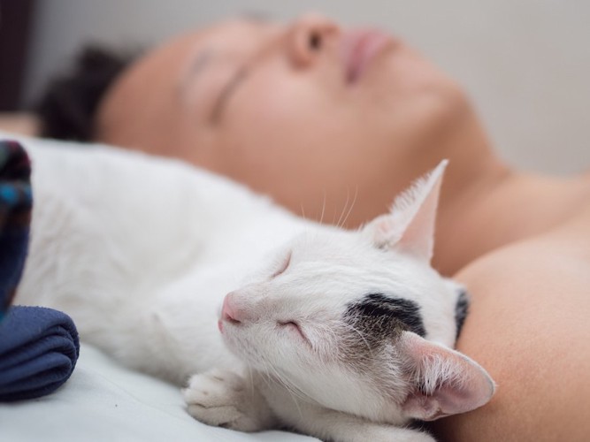 飼い主の枕元で眠る猫