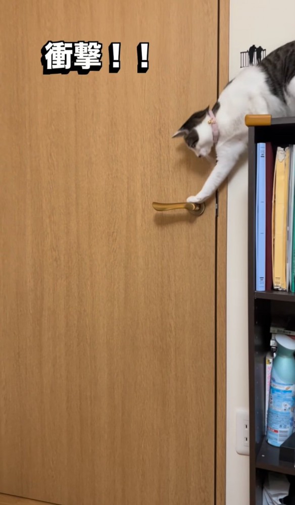 本棚から前足をかける猫