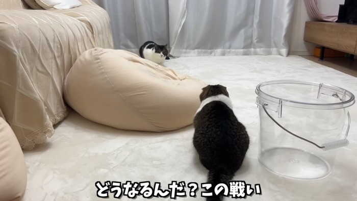 にらみ合う2匹の猫